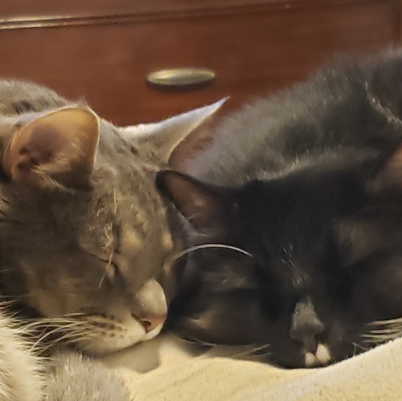 Meet your Posher, Terri ann - Picture 2 of 2